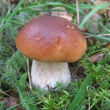 Предлагаем мицелий грибов