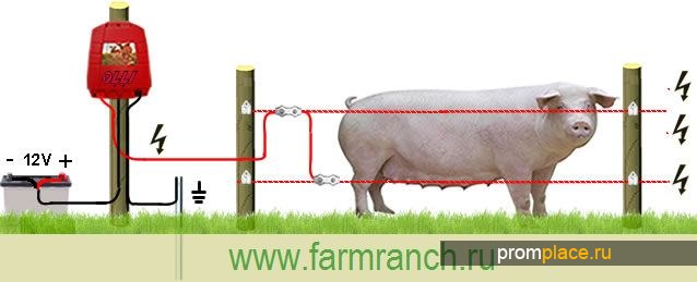 Электропастух для свиней
