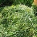 Гранулирование травяного
витаминного корма