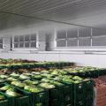 Guntner Agri-Cooler —воздухоохладитель длясельскохозяйственнойпродукции