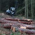 Этапы лесозаготовительной деятельности